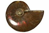 Red Flash Ammonite Fossil - Madagascar #187265-1